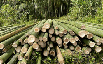 Choosing and Installing High Quality Bamboo